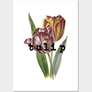 Vintage Floral Retro Tulip Flower Posters and Art